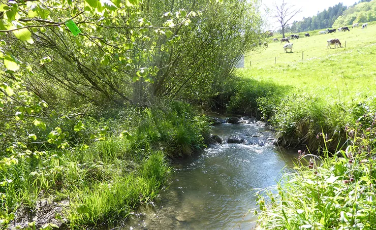 Webinar: Bioassays for assessing surface water quality, 28.10.2025, 14.30-16.00