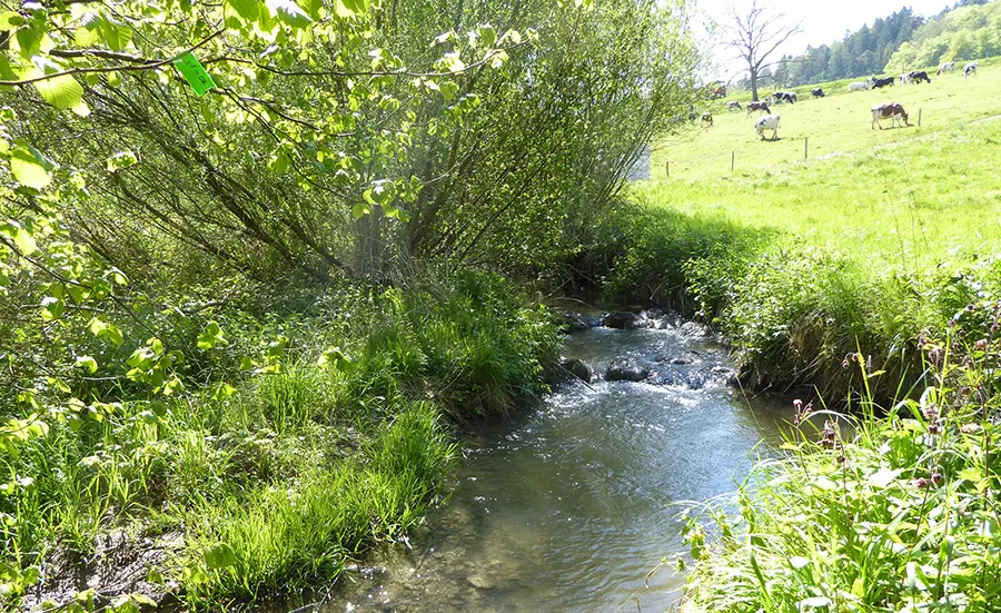 Webinar: Bioassays for assessing surface water quality, 28.10.2025, 14.30-16.00