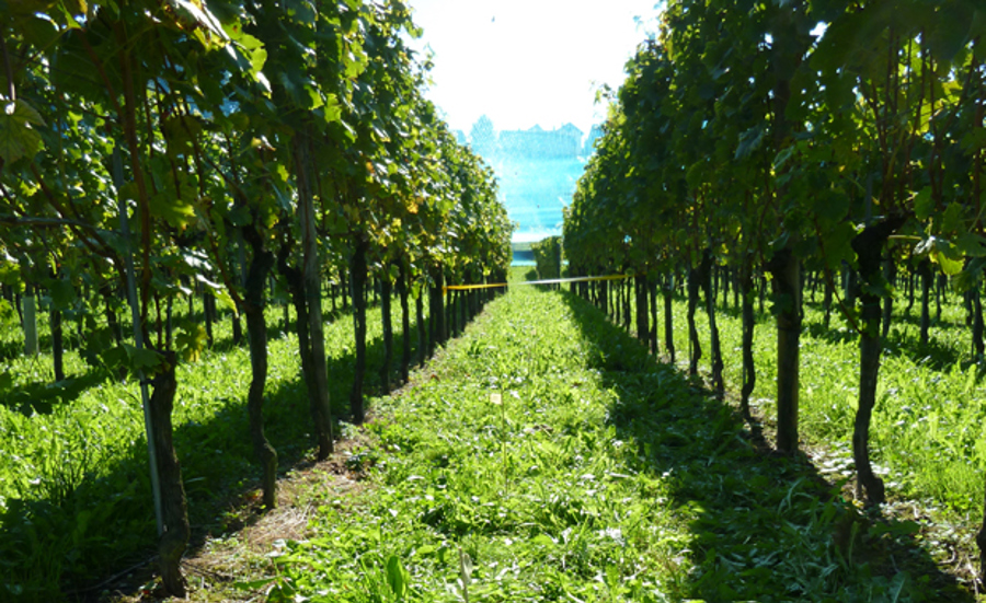 Toxicity of Copper for Soil Organisms