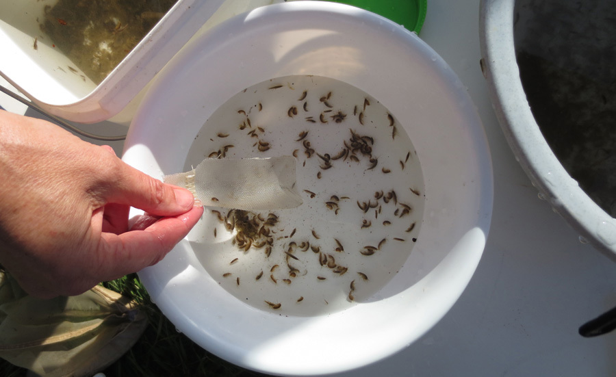 Micropollutants: teaching materials for high schools and environmental education