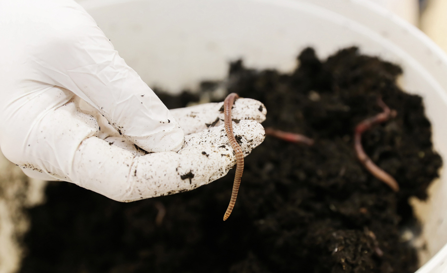 Development of a new earthworm assay