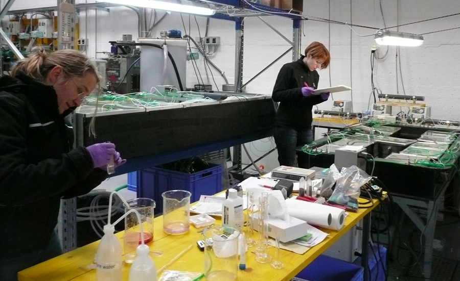 Bioassays assess ozonation and post-treatment of wastewater