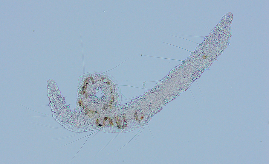 Oligochaetes indicate sediment quality