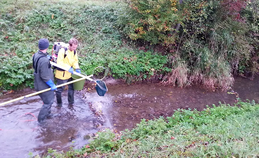 Trout measure the influence of pollutants