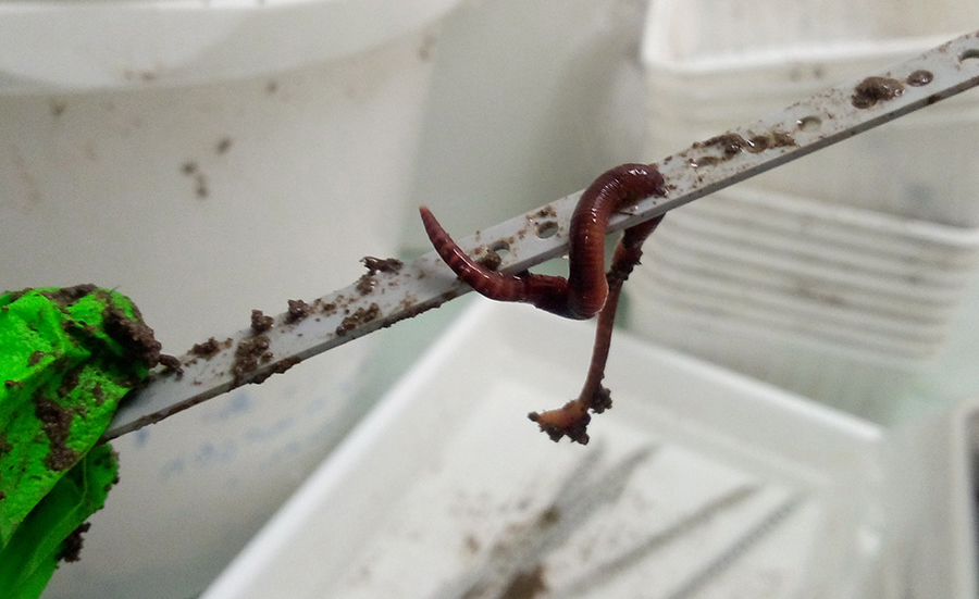 Soil organisms like it hot