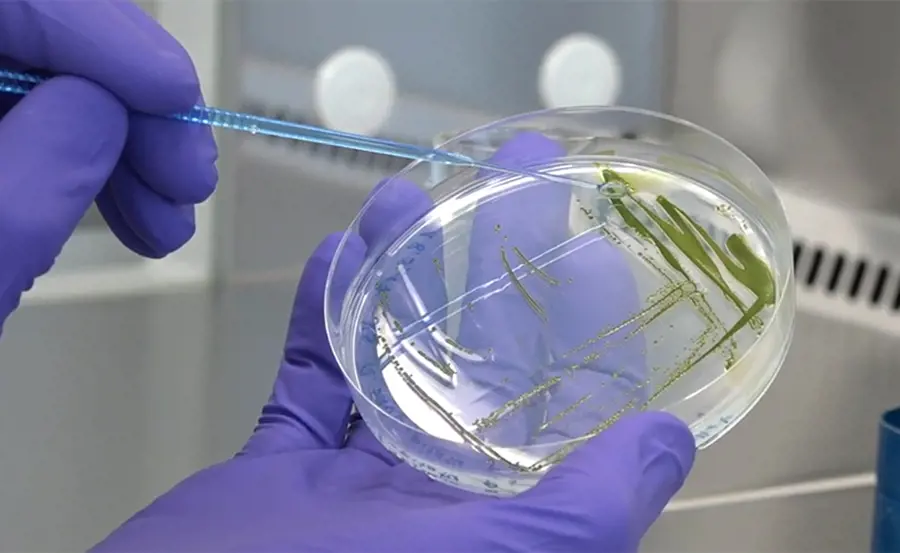 Video tutorial on the combined algae assay