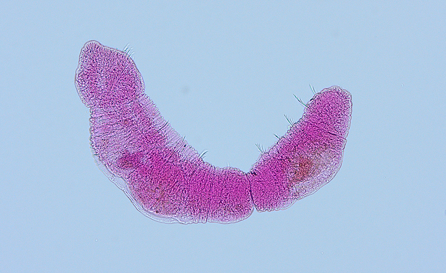 Oligochaetes show influence of WWTP effluent on sediments
