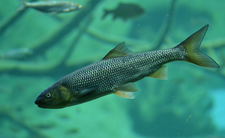 Biomarkers to assess effects of plant protection product mixtures on fish