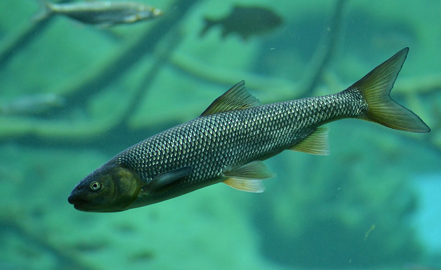 Biomarkers to assess effects of plant protection product mixtures on fish