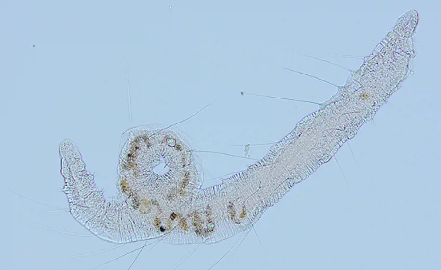 High-throughput DNA barcoding of oligochaetes to assess the biological quality of sediments in streams: validation of the method at large scale in Switzerland