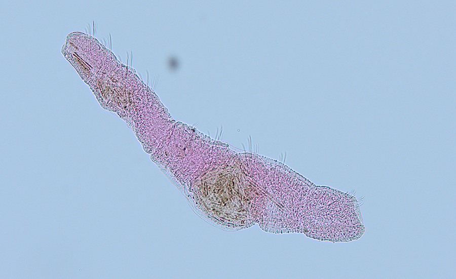 Genetic barcodes for sediment assessment