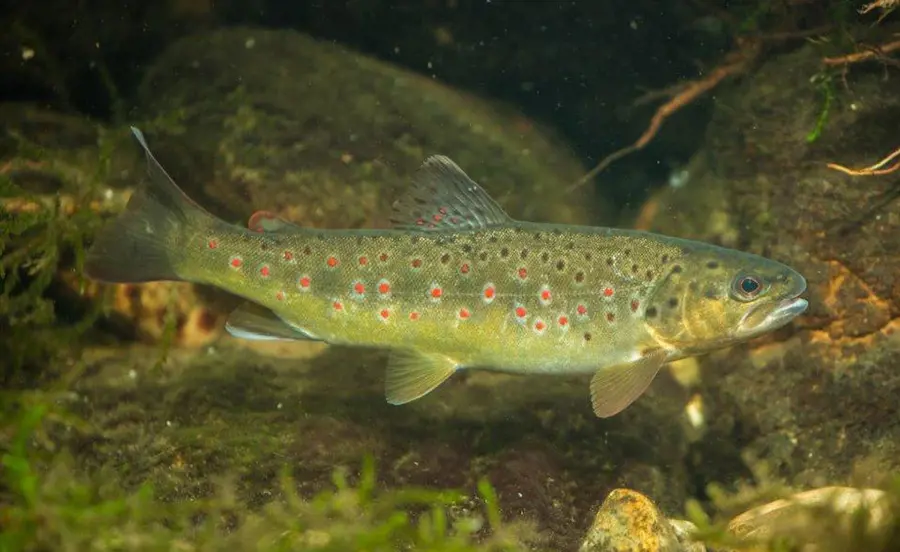 Biomarkers for monitoring water quality with brown trout