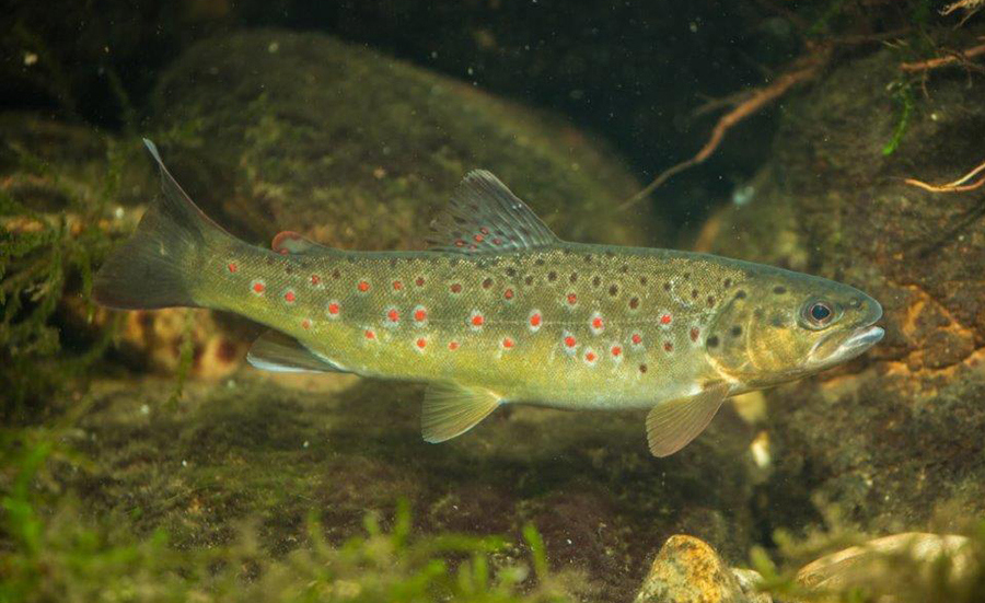 Biomarkers for monitoring water quality with brown trout