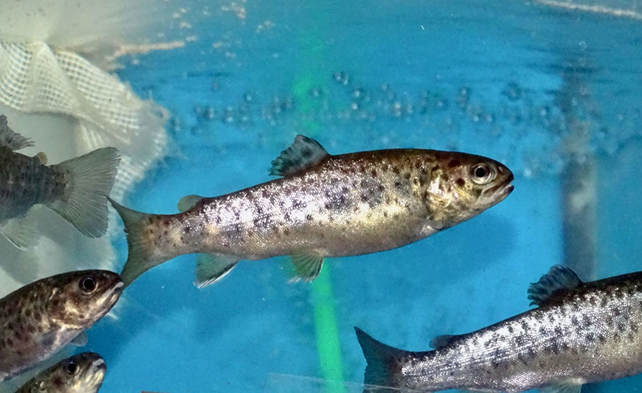 Do pesticides harm our fish?
