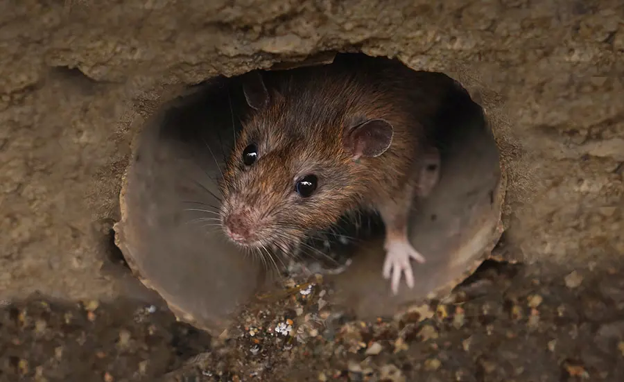 Project on rodent poisons
