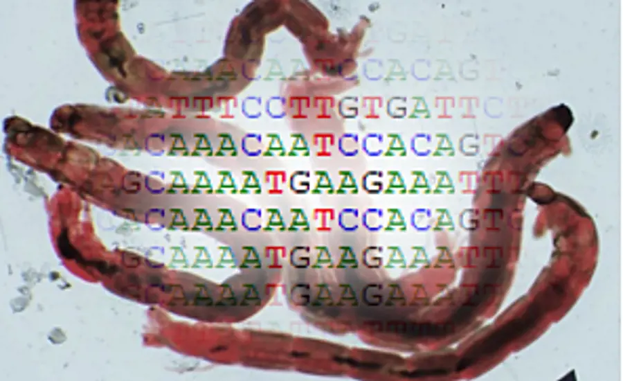 Biomarkers in chironomids for the detection of sediment quality