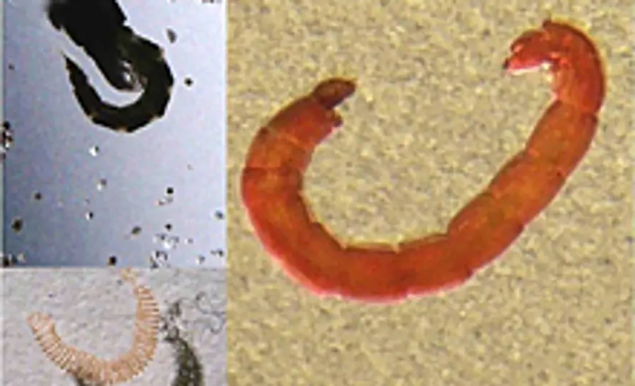 Chronic Toxicity Test with Chironomids