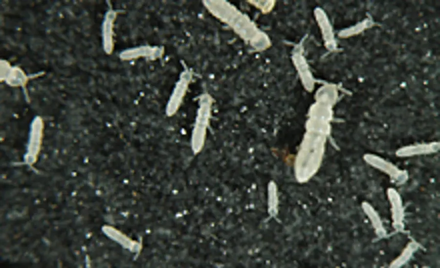 Reproduction Test with Springtails (Collembola)