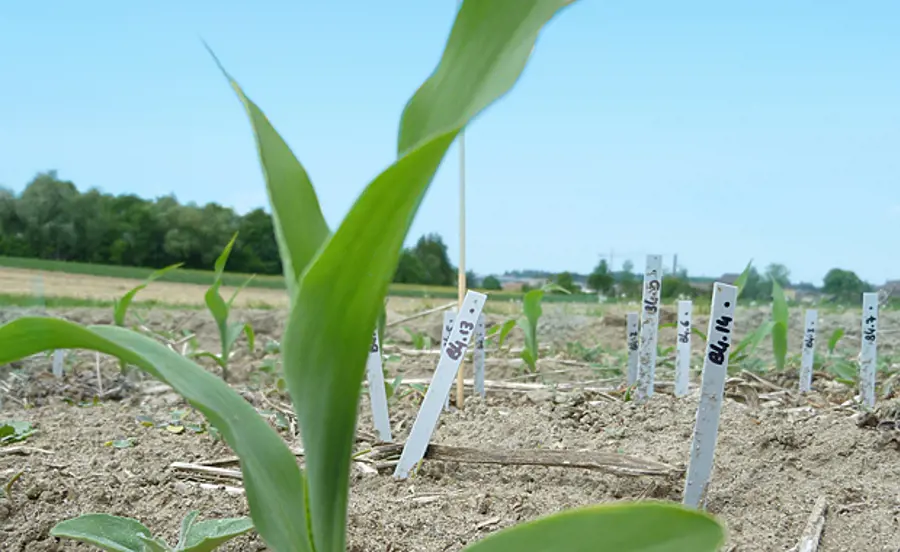 Assessing Biological Activity of Soil Organisms under Different Agricultural Practices Using the Bait Lamina Method