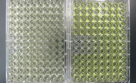 Standardisation of the combined algae test