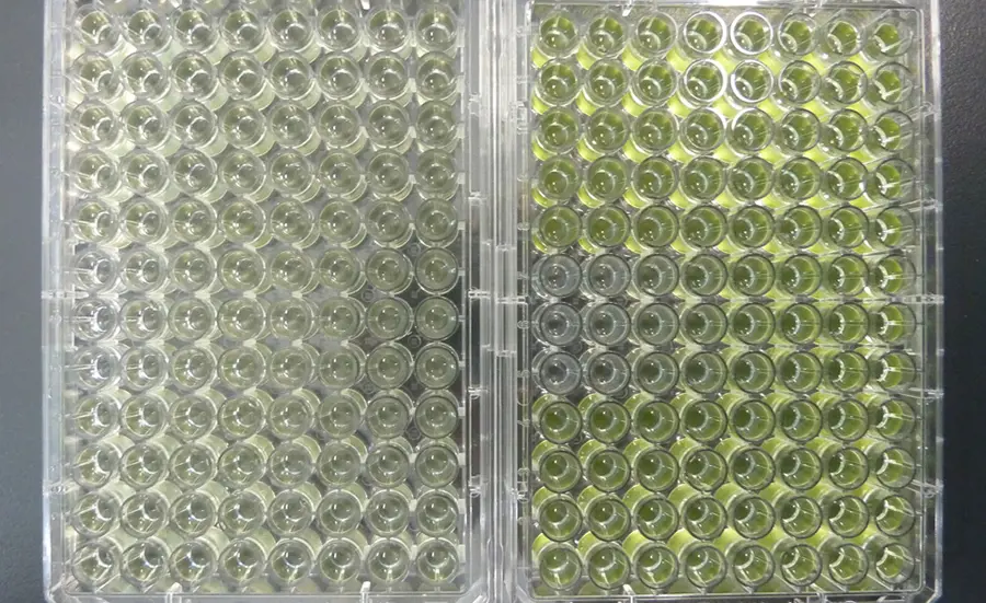 Standardisation of the combined algae test