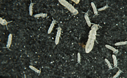 Reproduction Test with Springtails (Collembola)