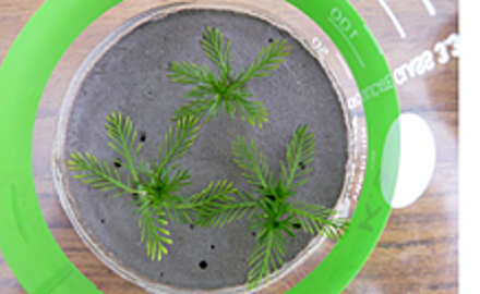 Sediment Contact Test with Myriophyllum aquaticum