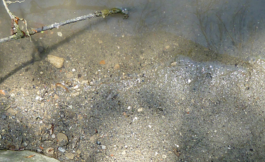 Evaluation of Ecotoxicological Sediment Quality: Recommendations for Switzerland