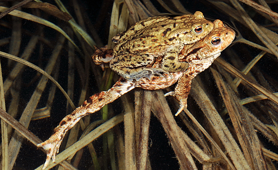 Amphibians and plant protection products - more information is needed