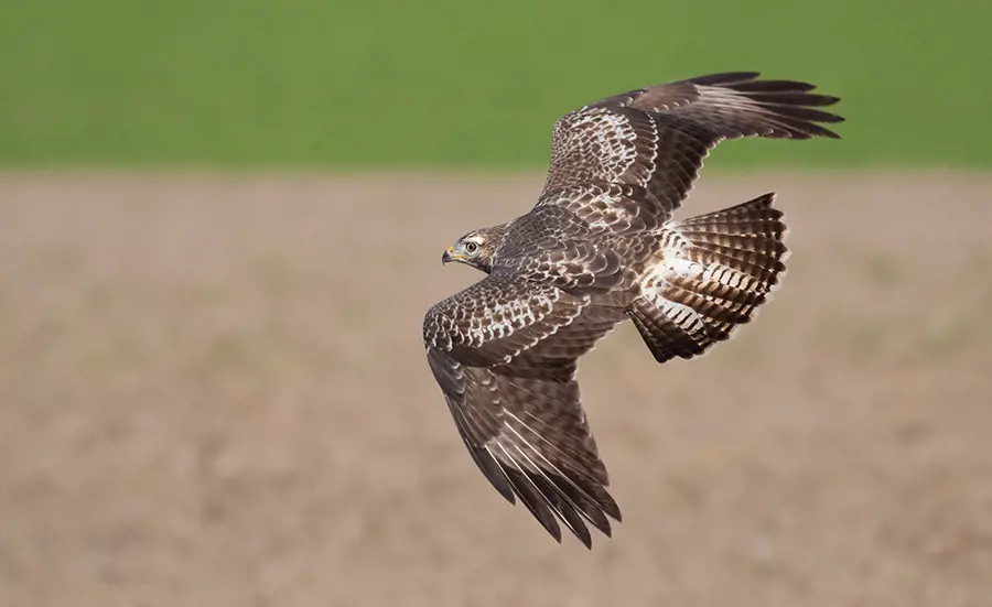 Swiss birds of prey widely contaminated with rodenticides