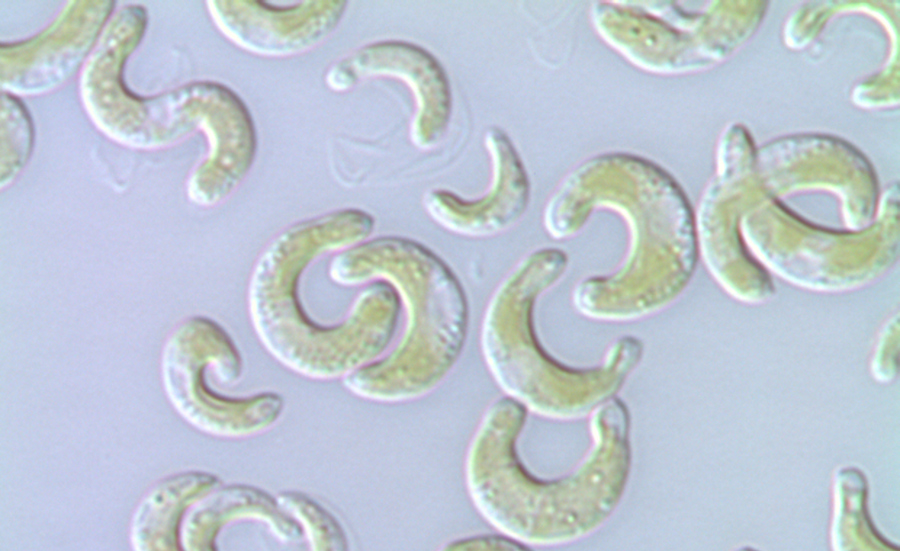 Progress in the evaluation of ecotoxicological data