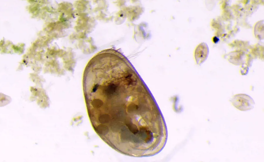 Sediment Contact Test with Heterocypris incongruens