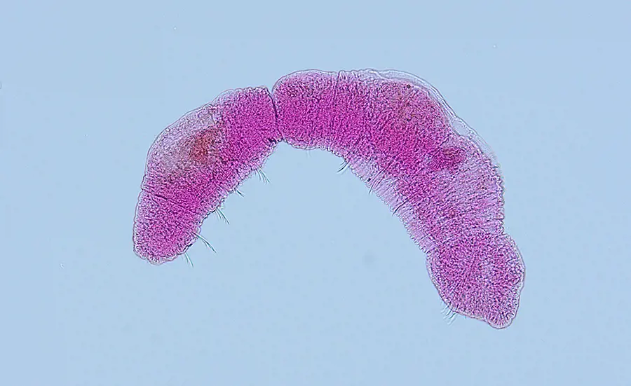 Diversity and systematics of aquatic oligochaetes