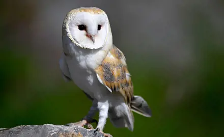 Anticoagulants in barn owls, eagle owls and golden eagles