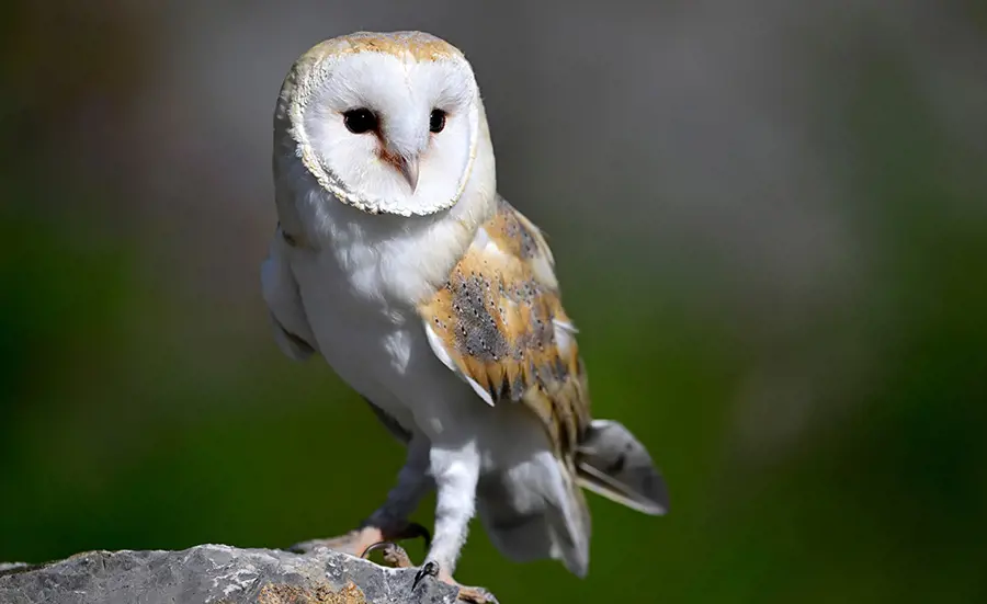Anticoagulants in barn owls, eagle owls and golden eagles